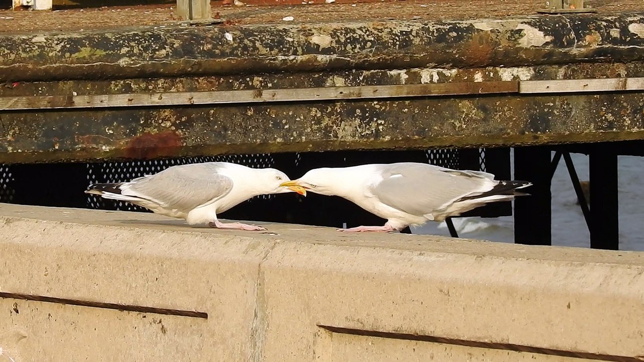 Seagulls have a tug of war near Bognor pier