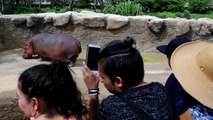Bebé hipopótamo sensación de zoo de Guadalajara