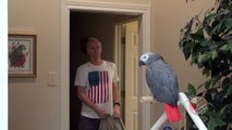 Smart parrot keeps his cool participating in the 'What The Fluff' challenge