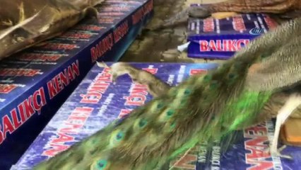 Tavus kuşu ve köpek balığı bir arada