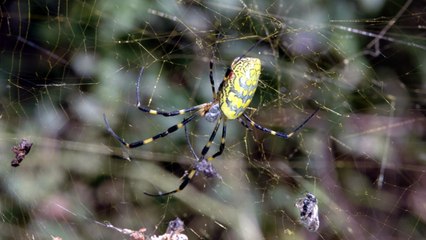 거미의 재발견...항균·혈압 조절 기능 성분 발견 / YTN