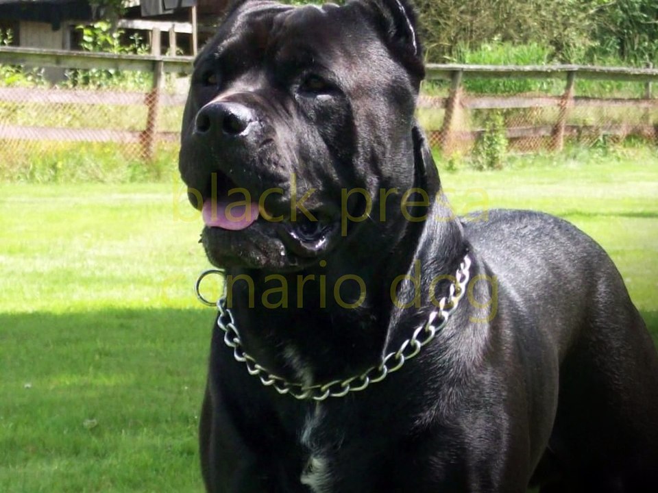 black presa canario dog