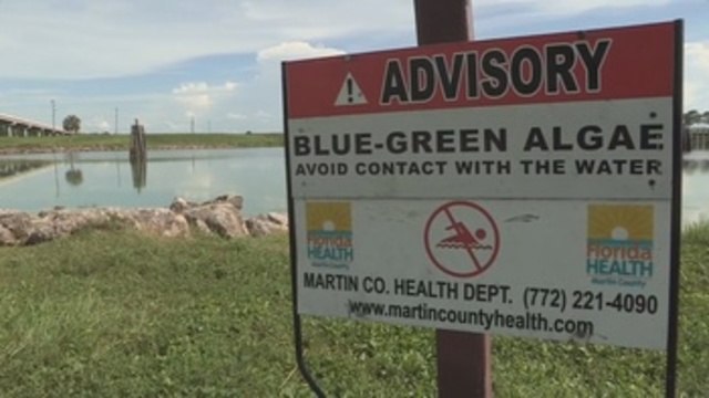 Continúa el riesgo por algas tóxicas en Florida