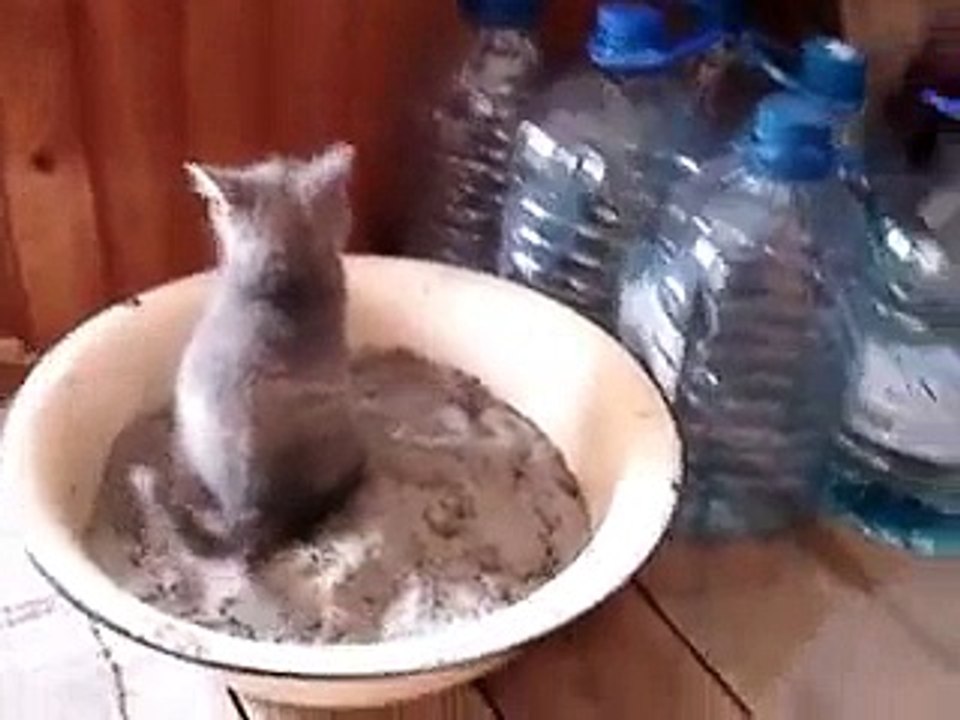 Ce chaton tombe dans les pommes en faisant ses besoins... Trop mignon