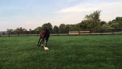 Un cheval poursuivi par... un canard