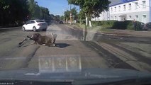 Quand un élan saute au dessus d'une voiture en pleine route