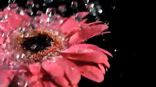 Free Slow Motion Footage: Raindrops on Flower