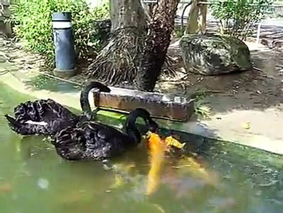 Japon park havuzundaki hayvanlar