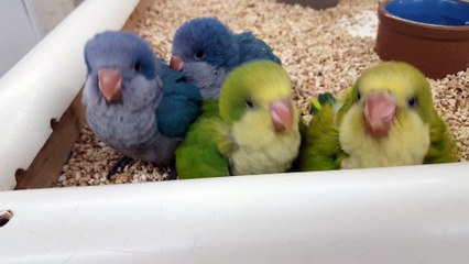 Baby Quaker Parrots