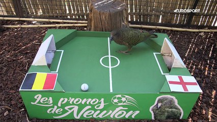 Le prono de Newton : Belgique ou Angleterre, qui finira troisième du Mondial ?
