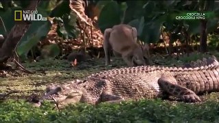 Snake Documentary The Crocodile King (HD) | National Geographic Documentary | Crocodiles (Earth Doc