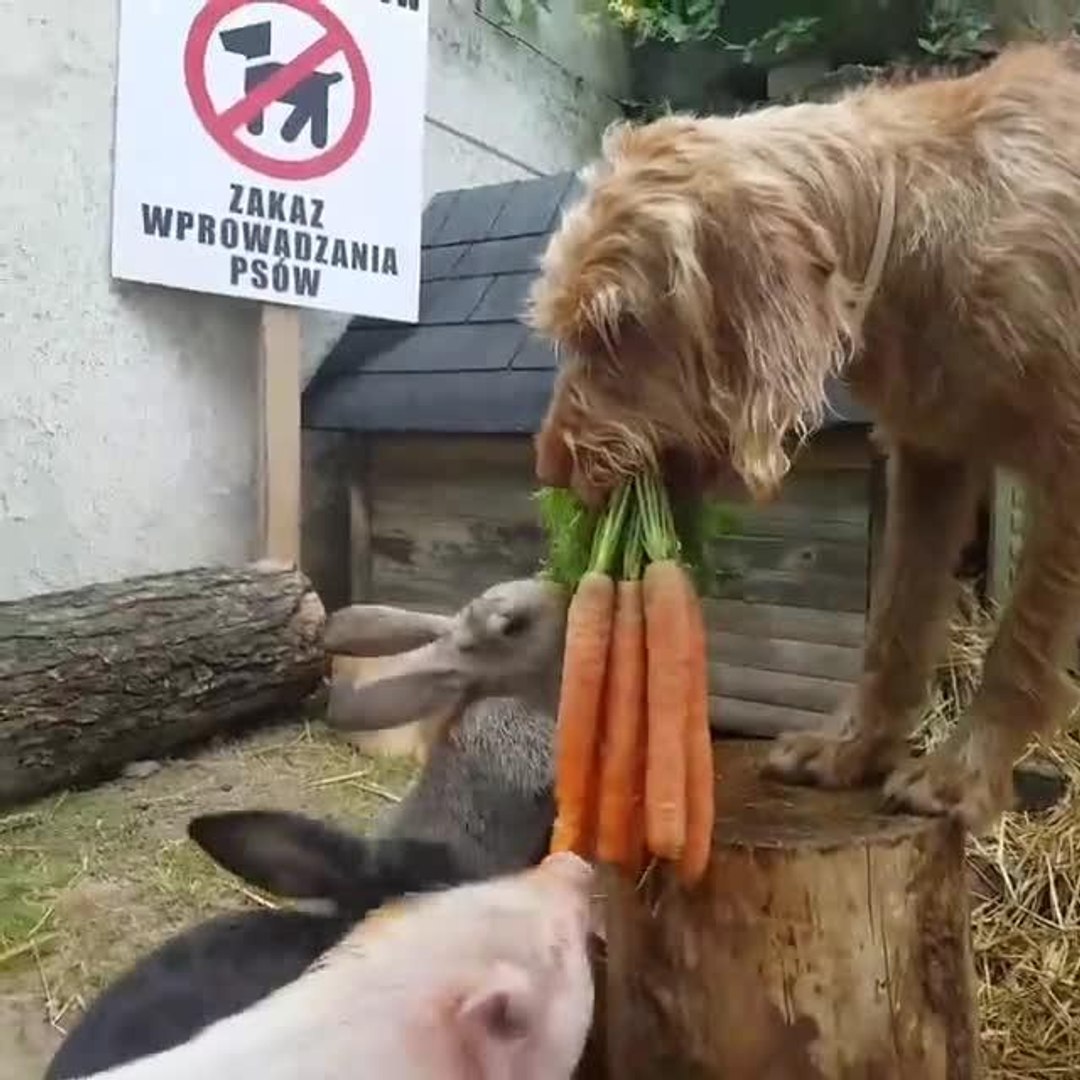 Do Carrots Constipate Dogs