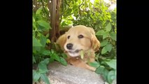 Best Of Cute Golden Retriever Puppies Compilation #18 - Funny Dogs 2018_13-06-2018_2