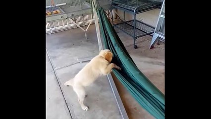 Best Of Cute Golden Retriever Puppies Compilation #12 - Funny Dogs 2018_13-06-2018_2