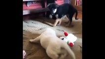 Best Of Cute Golden Retriever Puppies Compilation #14 - Funny Dogs 2018_13-06-2018_2