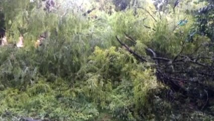 Erzincan'da Fırtına ve Yağış Ağaçları Devirdi