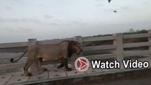 Lion Roaming On Baasara Bridge Exclusive Video | బ్రిడ్జి పై సింహం స్వైర విహారం