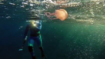Spinning around: Watch a jellyfish latch onto a bubble ring blown by a diver
