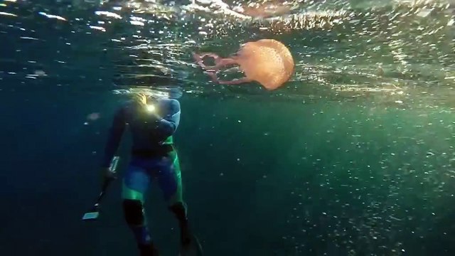 Spinning around: Watch a jellyfish latch onto a bubble ring blown by a diver