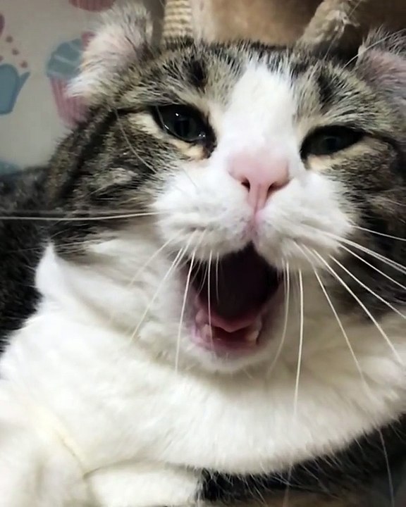 gaping cats so ciu