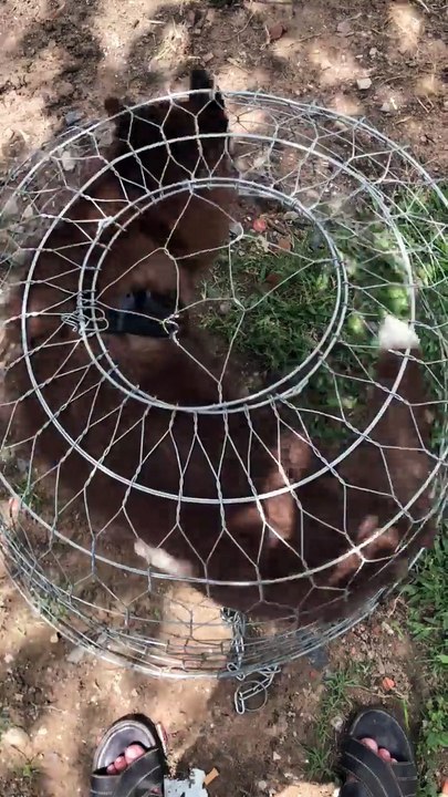 Long Term Confinement Area Forhusky  By Urban Dog Training