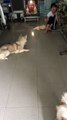 Cats and Dog playing with Laser Pointer