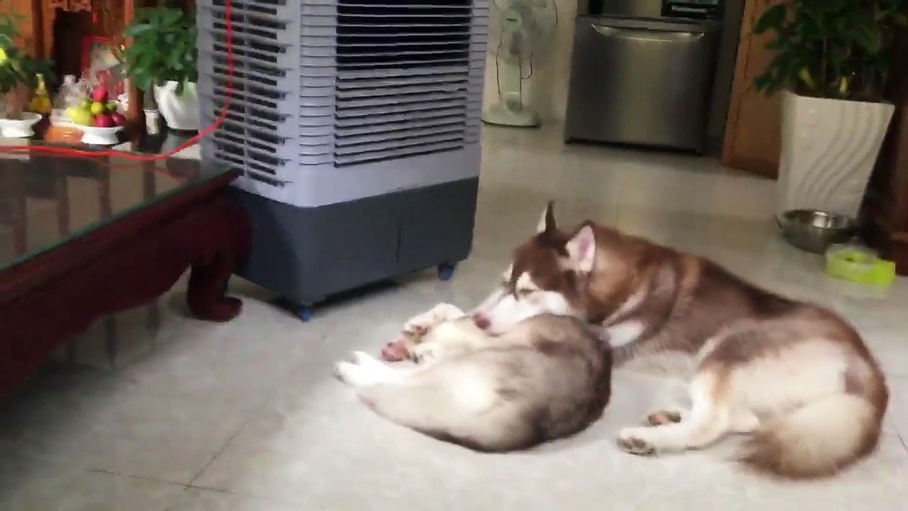 dog Cries from loss of his best friend
