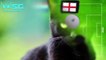 Croatia vs England - World Cup 2018 SEMI FINALS  - Cute Animal Prediction Part 2