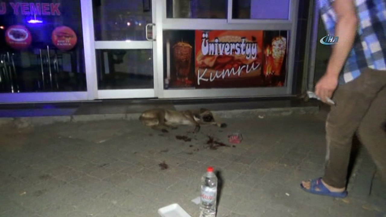 Vicdansız sürücü çarptığı köpeği bırakıp, kayıplara karıştı