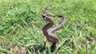 La technique de défense impressionnante d'un serpent brun