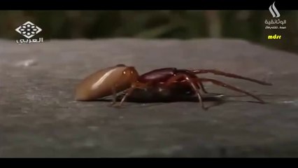 وثائقي - الكائنات المدهشة القوة العنكبوتية