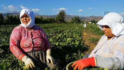 Turşuluk salatalık üreticisi yeni ürün arayışında