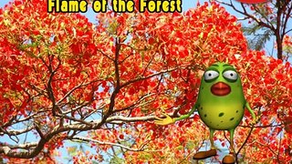 Flame of the Forest - Flower Rhymes