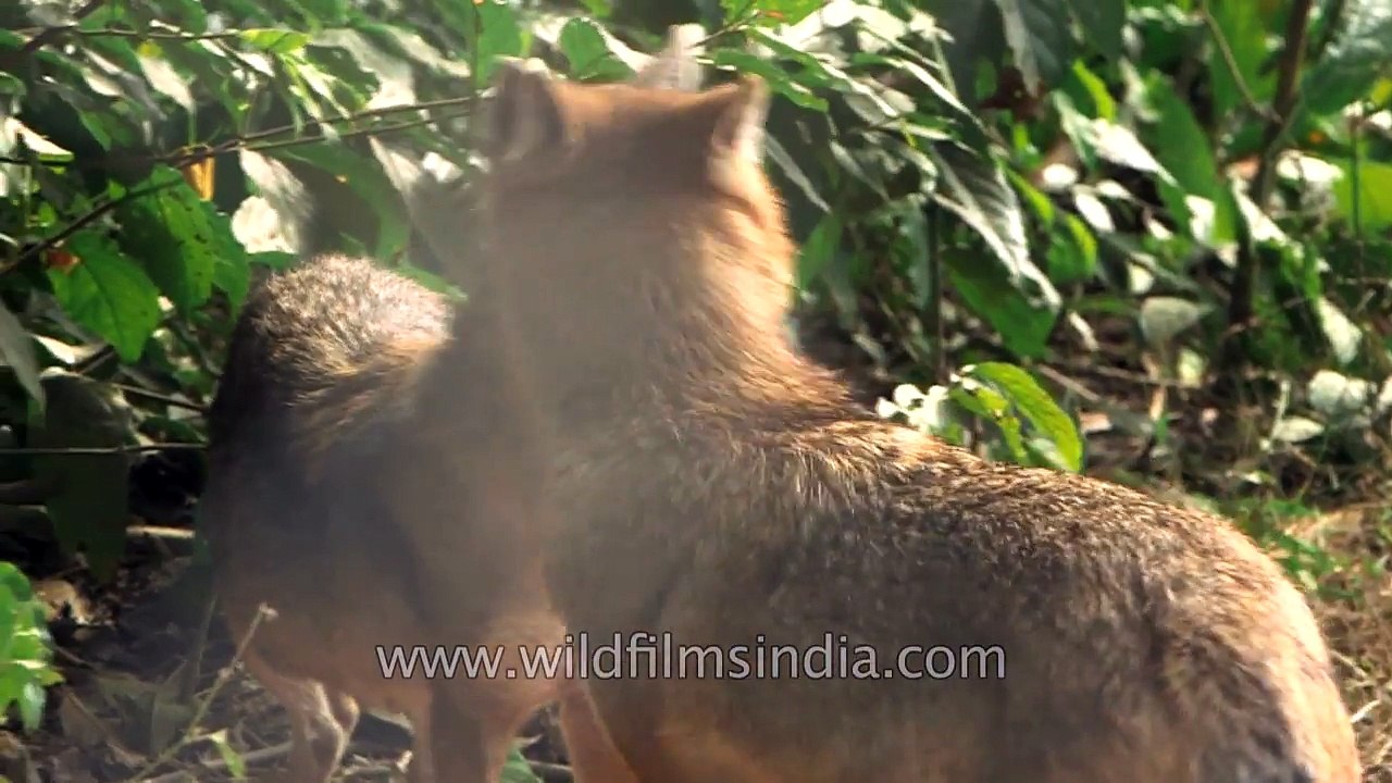 Cute- Jackals nuzzle each other