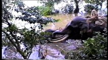 Elephant drags body of dead elephant in water
