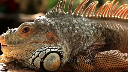Green Iguana shows off its spikes
