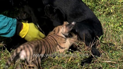 Tiger cub and puppy being fed by mother dog