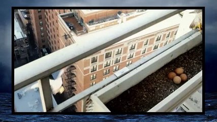 Natural World S38E03 Super Fast Falcon