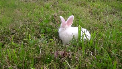 Adorable Baby Bunny