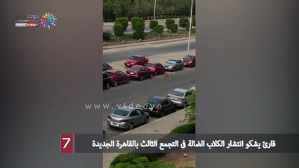 قارئ يشكو انتشار الكلاب الضالة فى التجمع الثالث بالقاهرة الجديدة