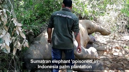 Sumatran elephant 'poisoned' in Indonesia palm plantation