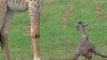 Newborn Giraffe Born in Wildlife Park Struggles With First Steps