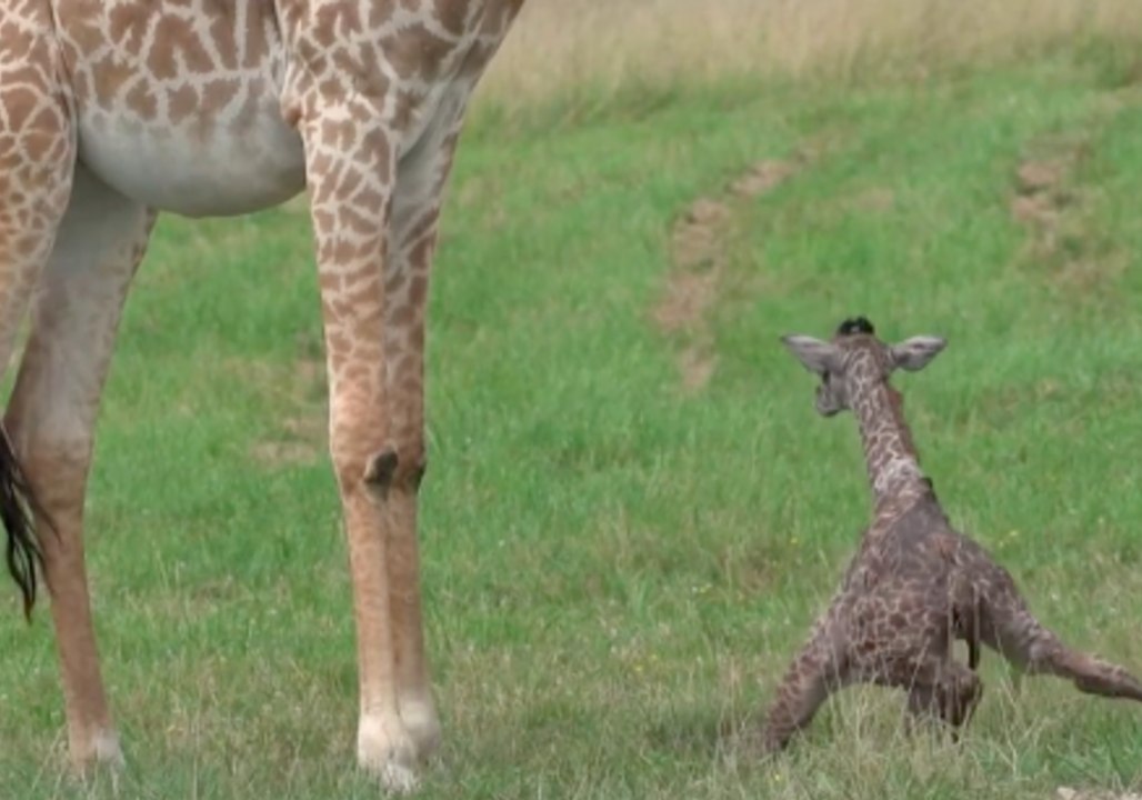 Newborn Giraffe Born in Wildlife Park Struggles With First Steps