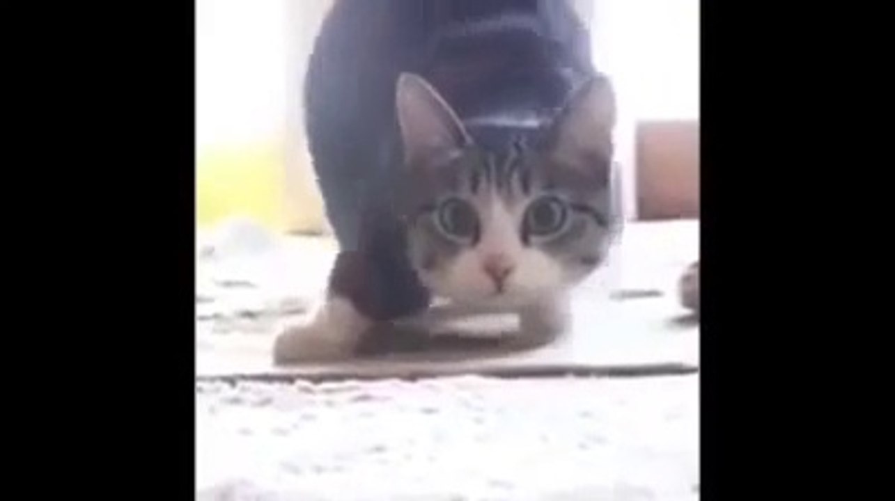 Cats are so funny you will die laughing - Funny cat compilation