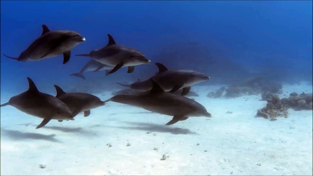 Dolphin
