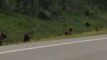 Four Hungry Grizzlies Chase Black Bear Away From Dinner