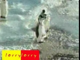 Pingouin aveugle ! lol !