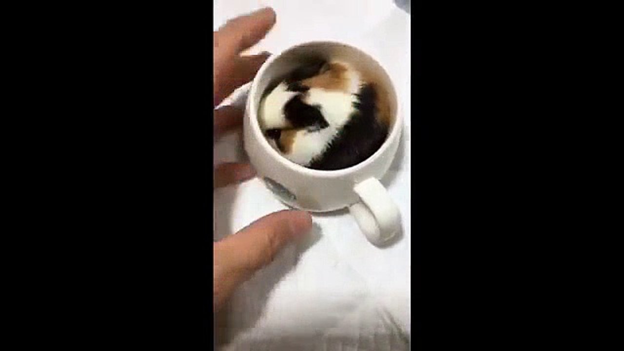 Funny Fluffy Guinea Pigs