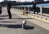 Dog Turns Into Thief to Get His Skateboard Kicks