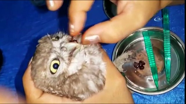 Yaralı Baykuş Yavrusuna Hayvan severden Özel Bakım